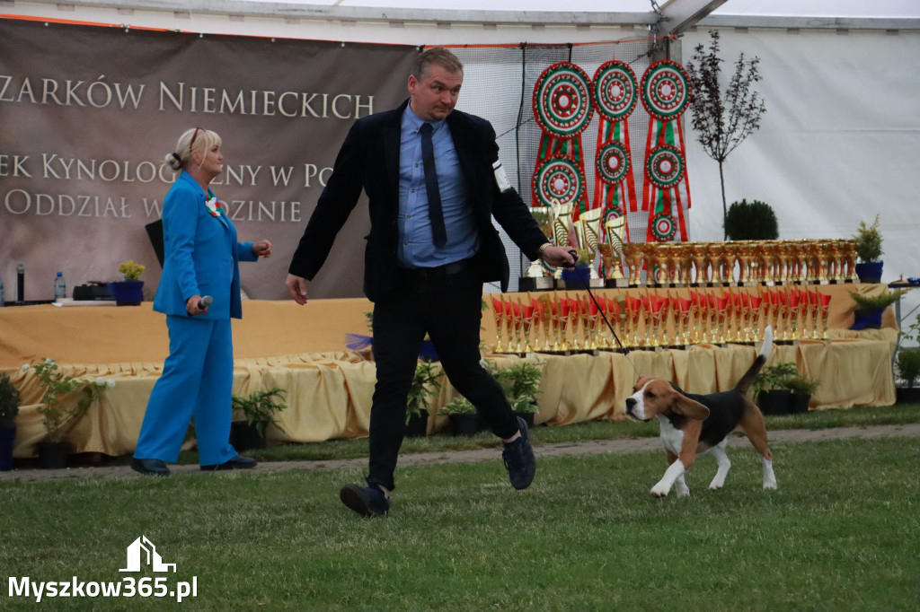 Fotorelacja - Wystawa Psów Rasowych GNIAZDÓW 2024r. SOBOTA II