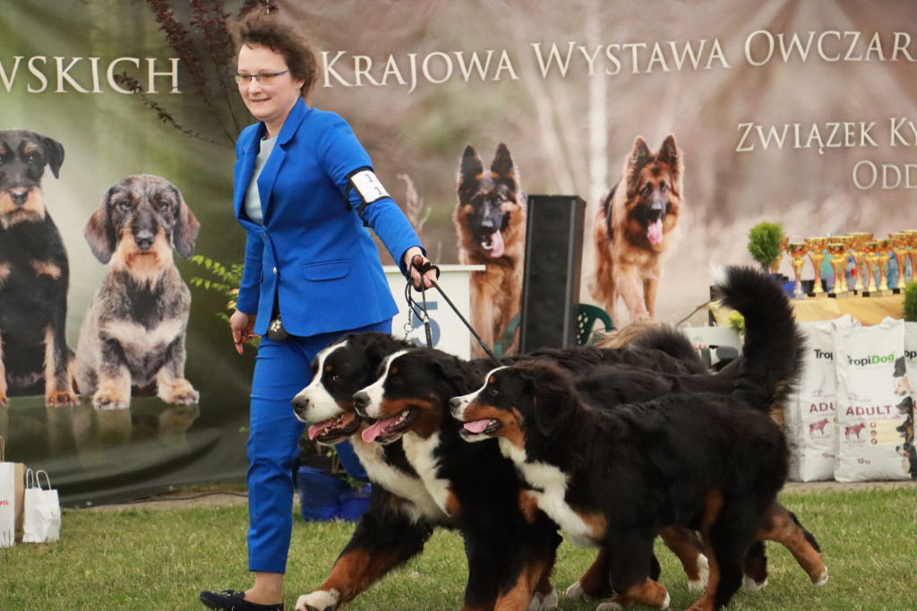 Fotorelacja - Wystawa Psów Rasowych GNIAZDÓW 2024r. NIEDZIELA I