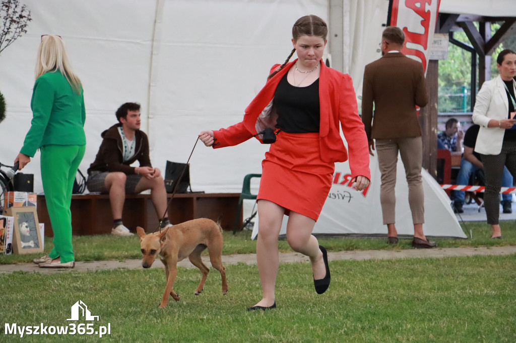 Fotorelacja - Wystawa Psów Rasowych GNIAZDÓW 2024r. NIEDZIELA I