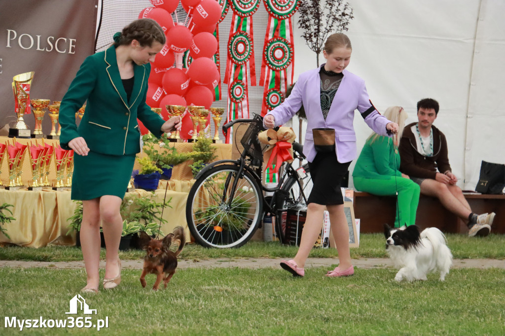 Fotorelacja - Wystawa Psów Rasowych GNIAZDÓW 2024r. NIEDZIELA I