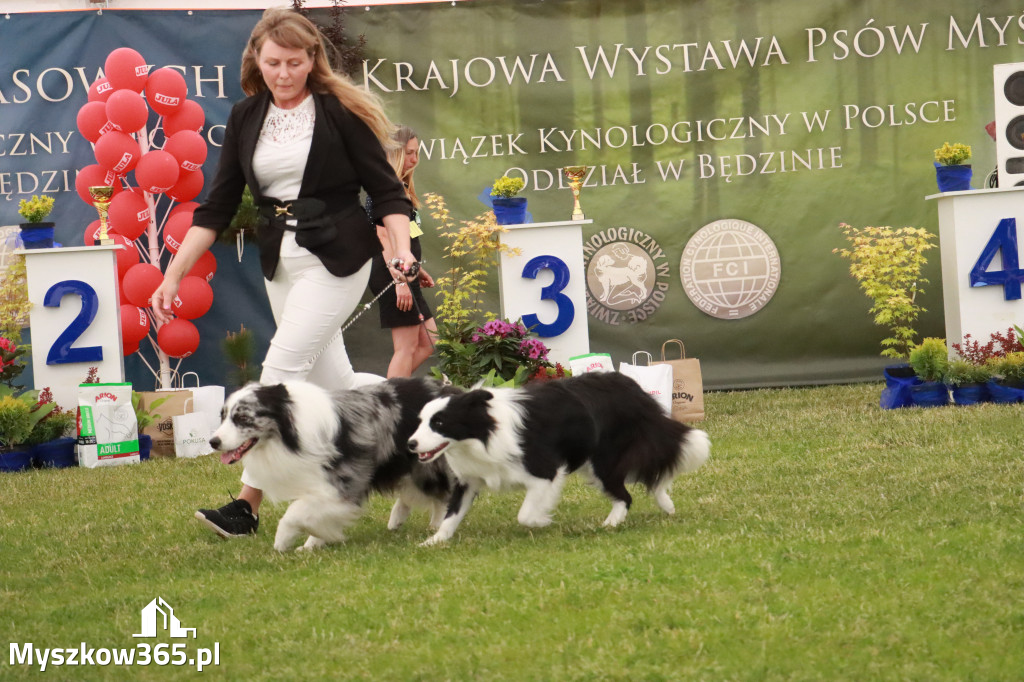 Fotorelacja - Wystawa Psów Rasowych GNIAZDÓW 2024r. NIEDZIELA I