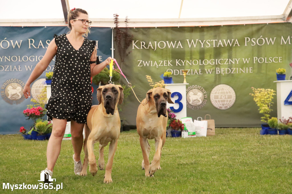 Fotorelacja - Wystawa Psów Rasowych GNIAZDÓW 2024r. NIEDZIELA I