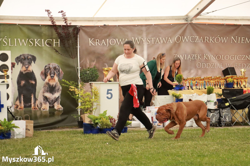 Fotorelacja - Wystawa Psów Rasowych GNIAZDÓW 2024r. NIEDZIELA I