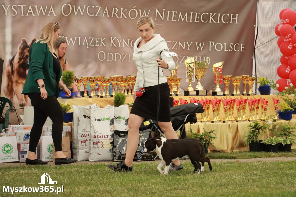 Fotorelacja - Wystawa Psów Rasowych GNIAZDÓW 2024r. NIEDZIELA I