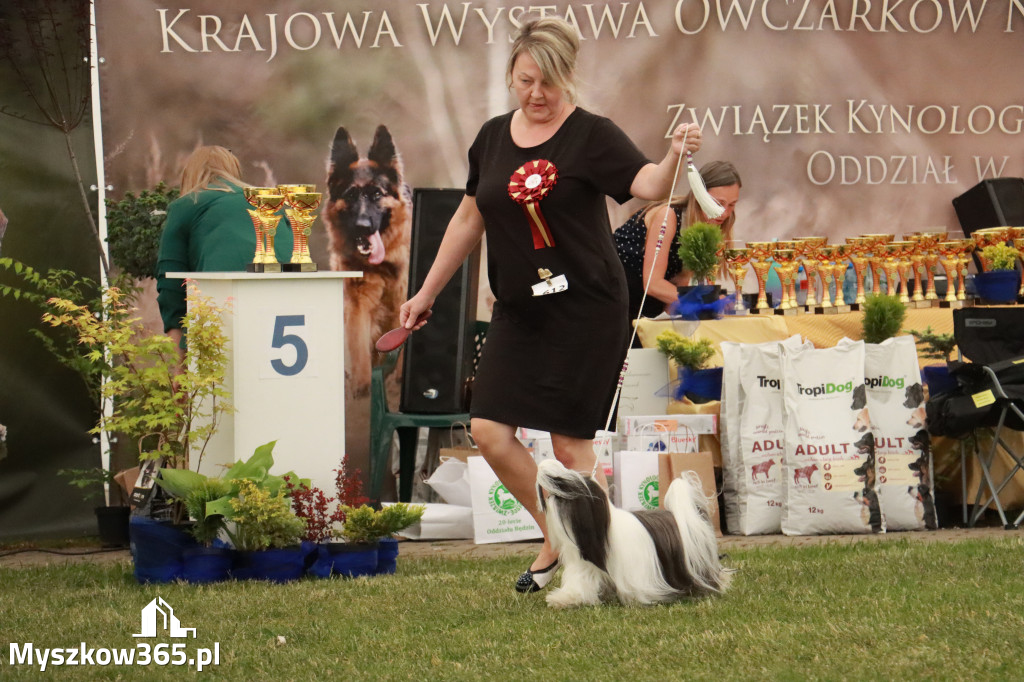 Fotorelacja - Wystawa Psów Rasowych GNIAZDÓW 2024r. NIEDZIELA I