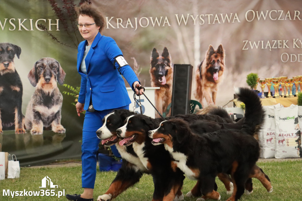 Fotorelacja - Wystawa Psów Rasowych GNIAZDÓW 2024r. NIEDZIELA I