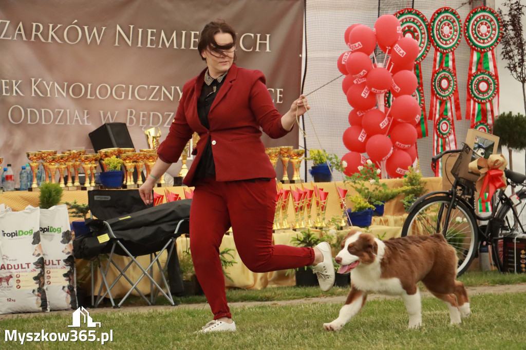 Fotorelacja - Wystawa Psów Rasowych GNIAZDÓW 2024r. NIEDZIELA I