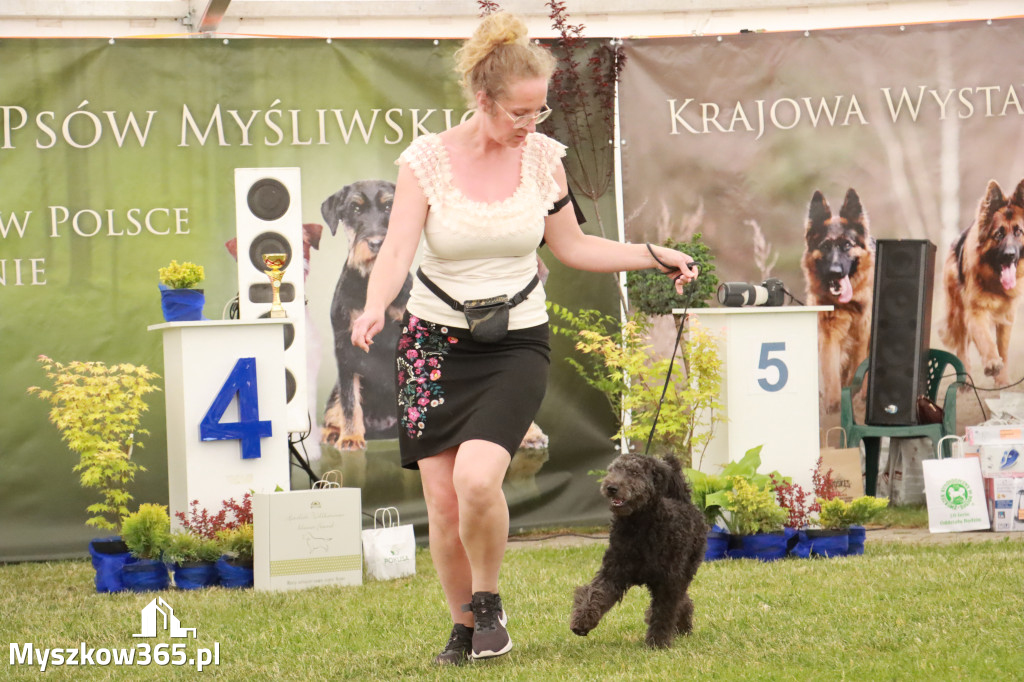 Fotorelacja - Wystawa Psów Rasowych GNIAZDÓW 2024r. NIEDZIELA I