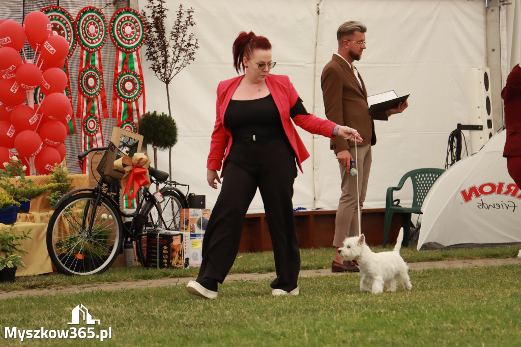 Fotorelacja - Wystawa Psów Rasowych GNIAZDÓW 2024r. NIEDZIELA I