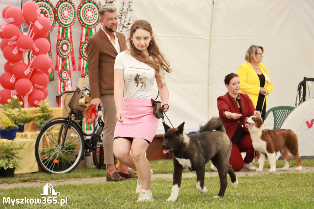 Fotorelacja - Wystawa Psów Rasowych GNIAZDÓW 2024r. NIEDZIELA I