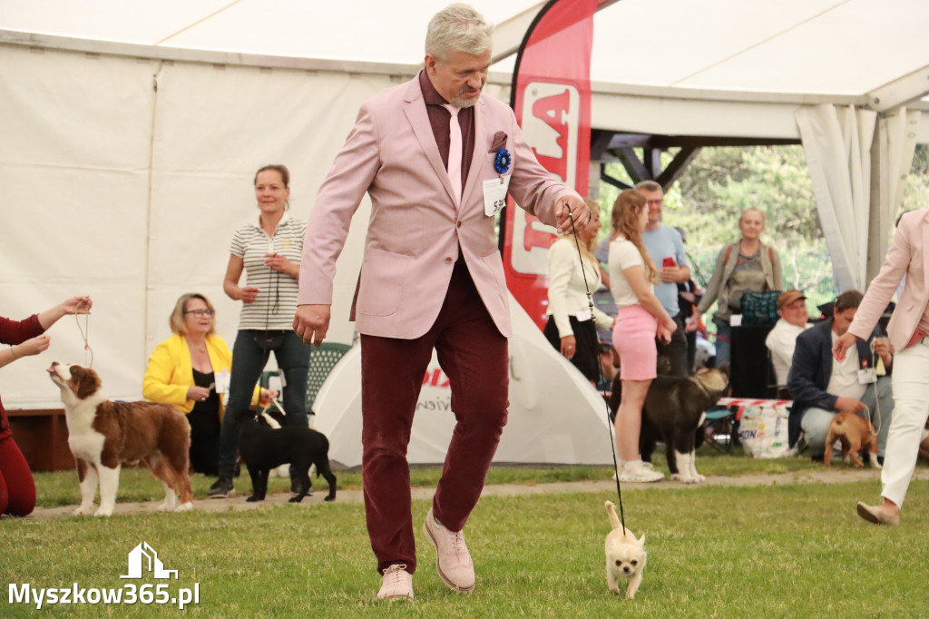 Fotorelacja - Wystawa Psów Rasowych GNIAZDÓW 2024r. NIEDZIELA I