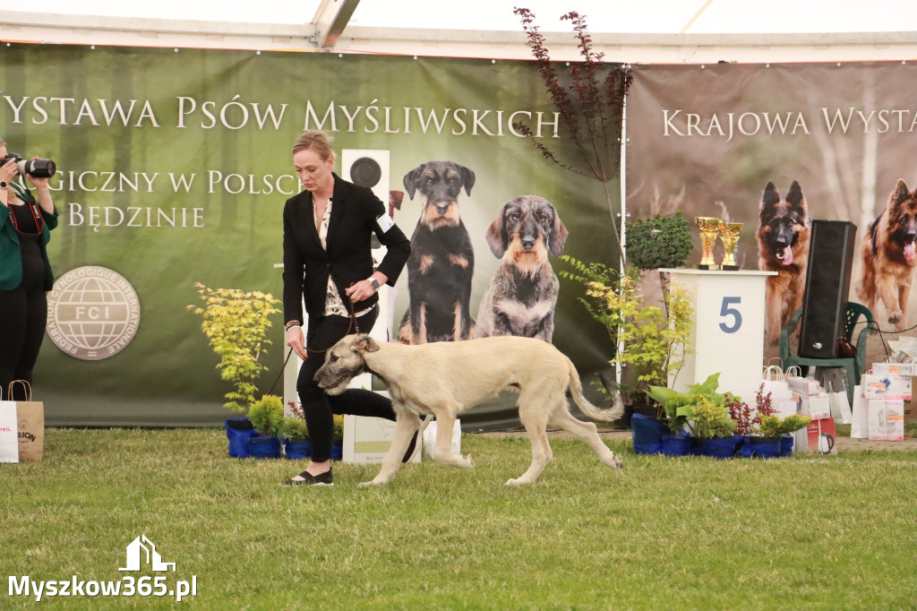 Fotorelacja - Wystawa Psów Rasowych GNIAZDÓW 2024r. NIEDZIELA I