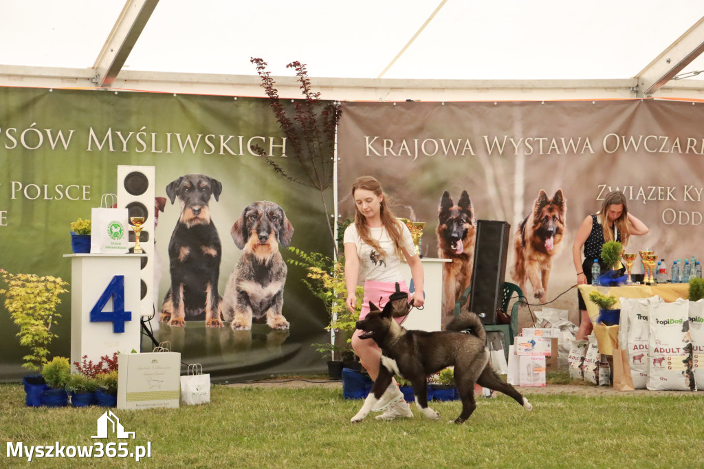 Fotorelacja - Wystawa Psów Rasowych GNIAZDÓW 2024r. NIEDZIELA I