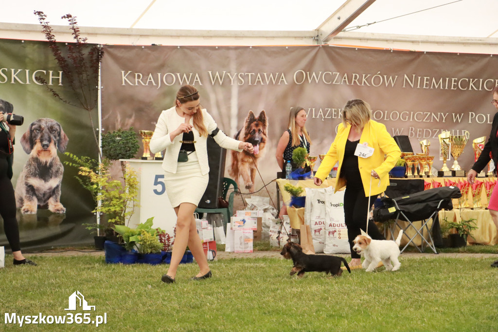 Fotorelacja - Wystawa Psów Rasowych GNIAZDÓW 2024r. NIEDZIELA I