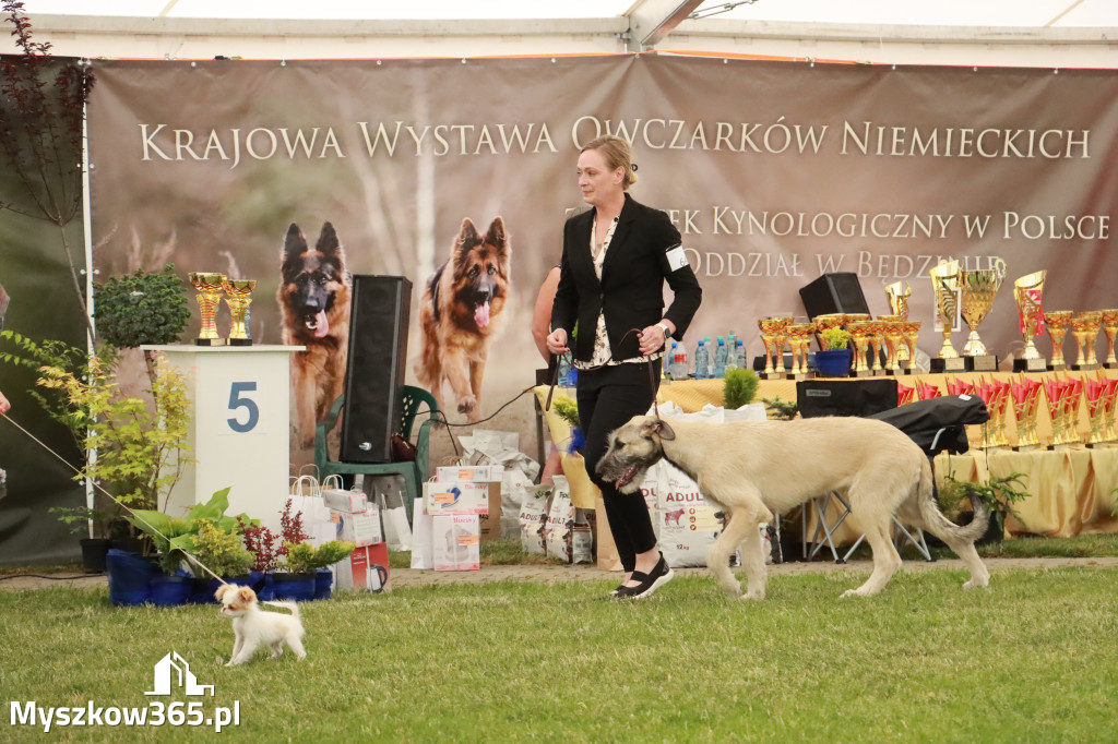 Fotorelacja - Wystawa Psów Rasowych GNIAZDÓW 2024r. NIEDZIELA I