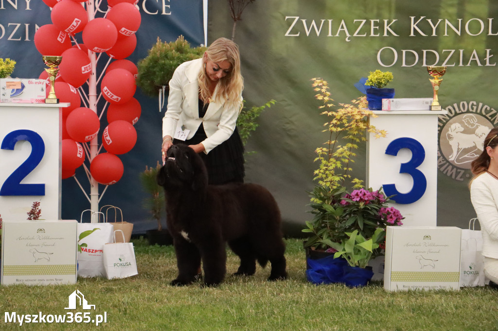 Fotorelacja - Wystawa Psów Rasowych GNIAZDÓW 2024r. NIEDZIELA I