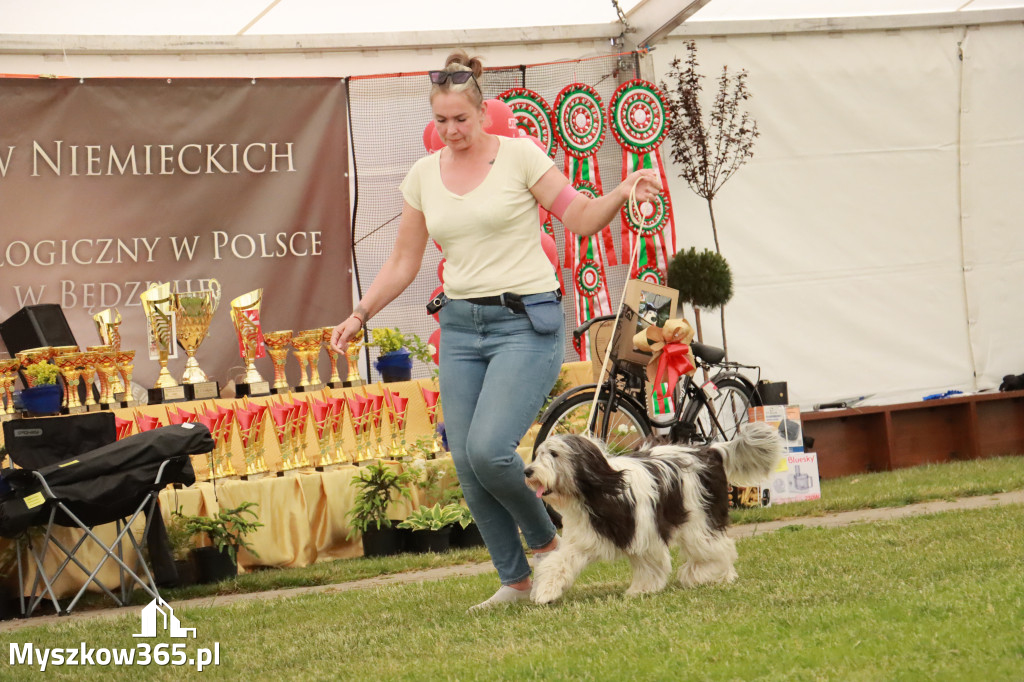 Fotorelacja - Wystawa Psów Rasowych GNIAZDÓW 2024r. NIEDZIELA I