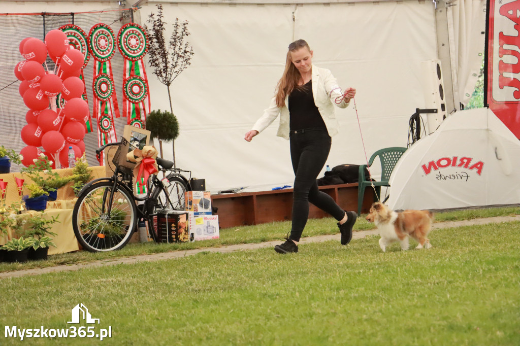 Fotorelacja - Wystawa Psów Rasowych GNIAZDÓW 2024r. NIEDZIELA I