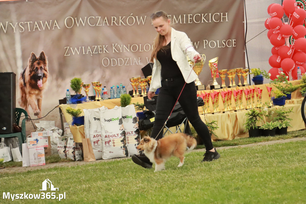 Fotorelacja - Wystawa Psów Rasowych GNIAZDÓW 2024r. NIEDZIELA I