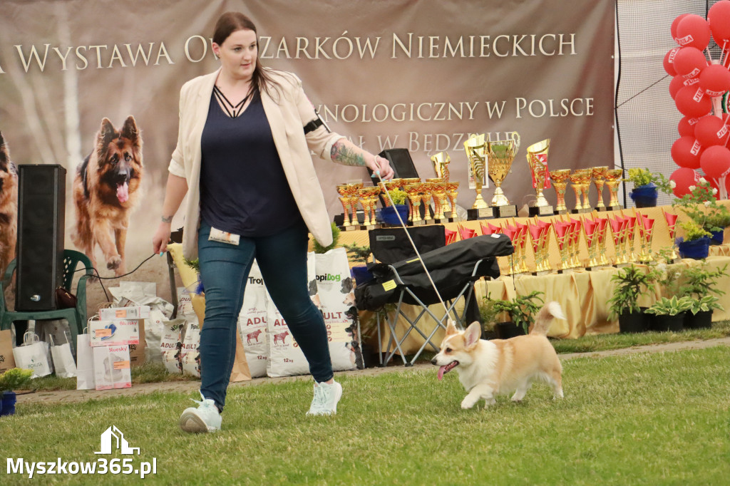 Fotorelacja - Wystawa Psów Rasowych GNIAZDÓW 2024r. NIEDZIELA I
