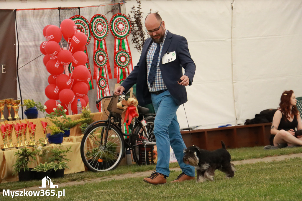 Fotorelacja - Wystawa Psów Rasowych GNIAZDÓW 2024r. NIEDZIELA I