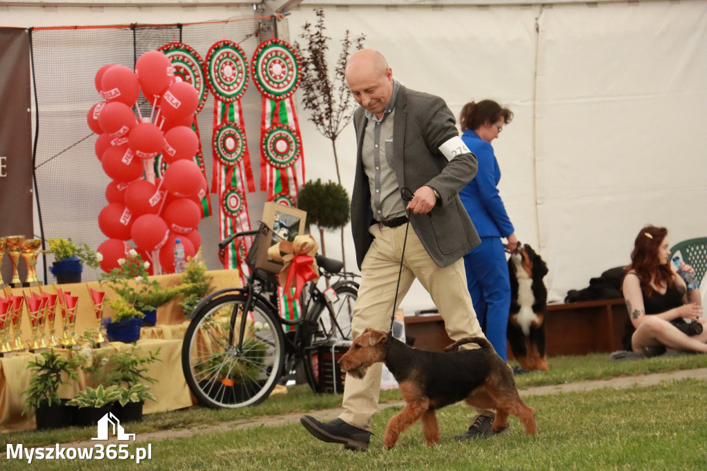 Fotorelacja - Wystawa Psów Rasowych GNIAZDÓW 2024r. NIEDZIELA I