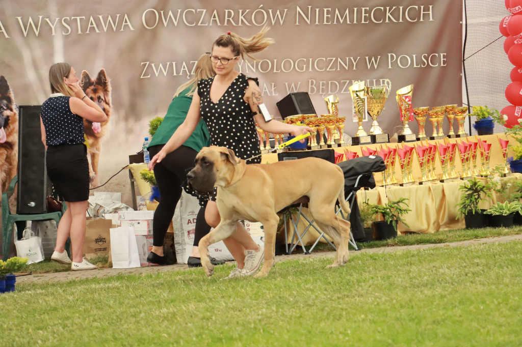 Fotorelacja - Wystawa Psów Rasowych GNIAZDÓW 2024r. NIEDZIELA II