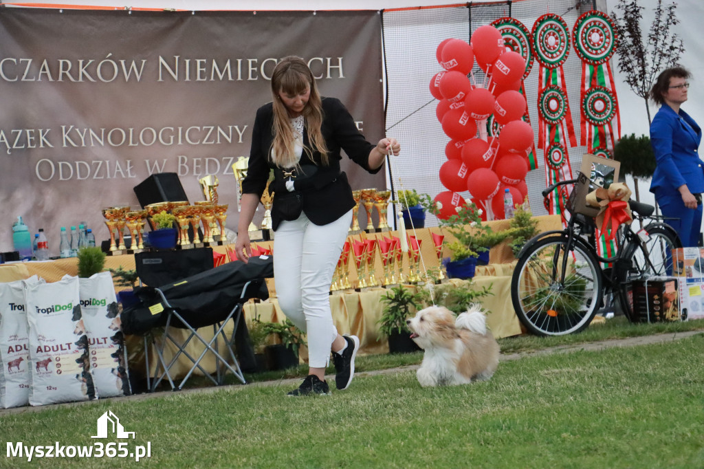 Fotorelacja - Wystawa Psów Rasowych GNIAZDÓW 2024r. NIEDZIELA II