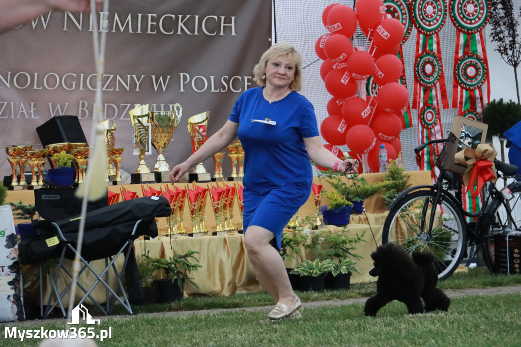 Fotorelacja - Wystawa Psów Rasowych GNIAZDÓW 2024r. NIEDZIELA II