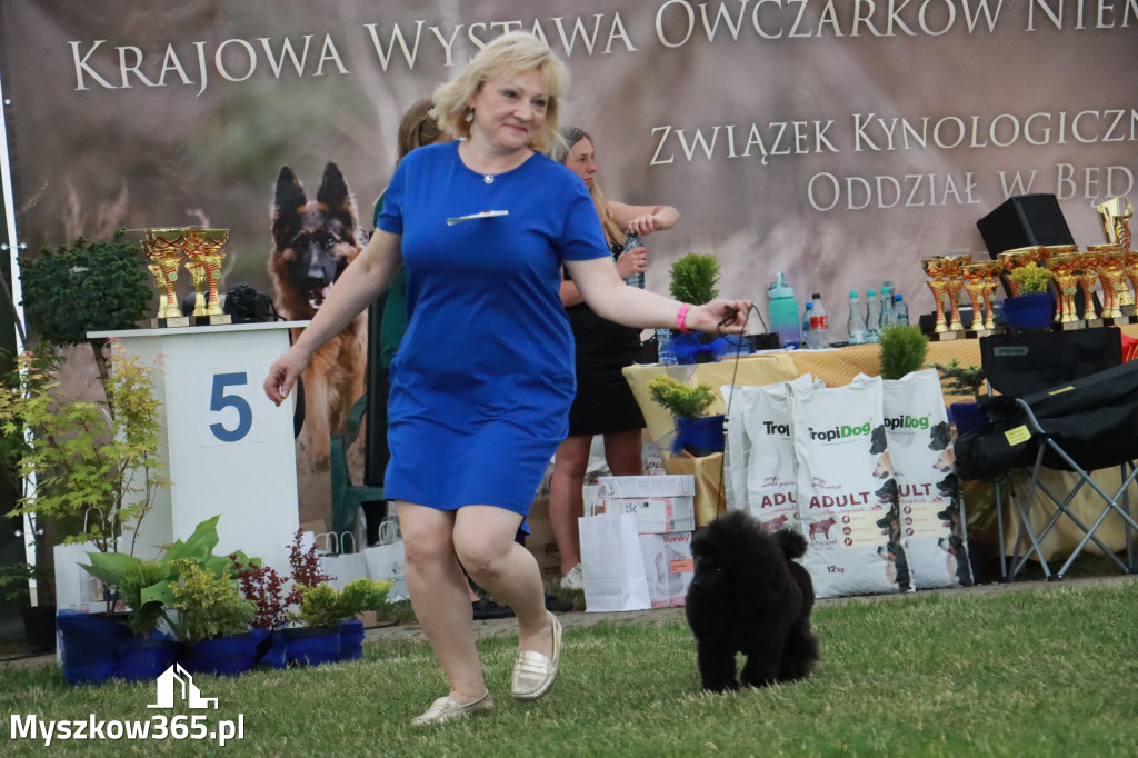 Fotorelacja - Wystawa Psów Rasowych GNIAZDÓW 2024r. NIEDZIELA II