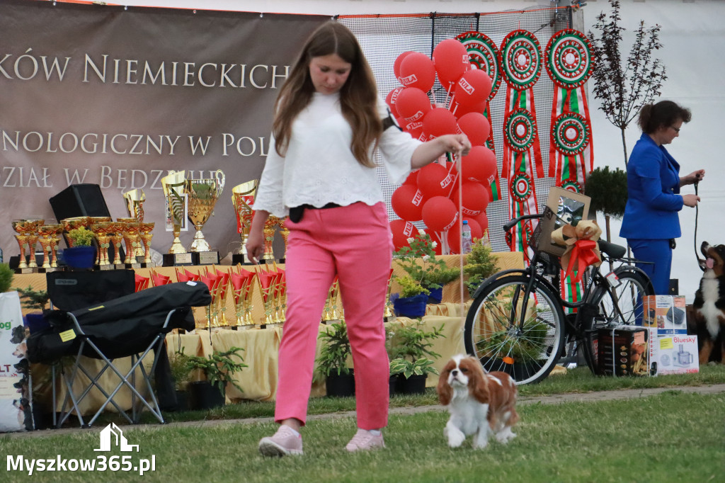 Fotorelacja - Wystawa Psów Rasowych GNIAZDÓW 2024r. NIEDZIELA II