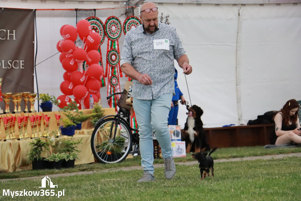 Fotorelacja - Wystawa Psów Rasowych GNIAZDÓW 2024r. NIEDZIELA II