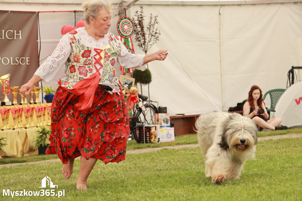 Fotorelacja - Wystawa Psów Rasowych GNIAZDÓW 2024r. NIEDZIELA II