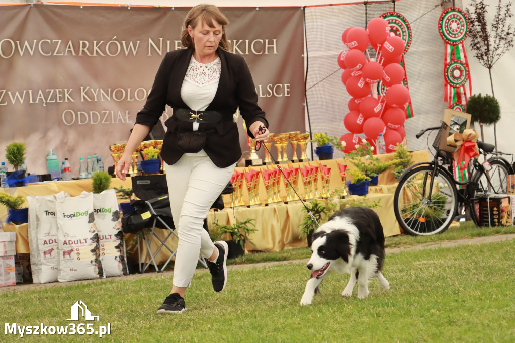 Fotorelacja - Wystawa Psów Rasowych GNIAZDÓW 2024r. NIEDZIELA II