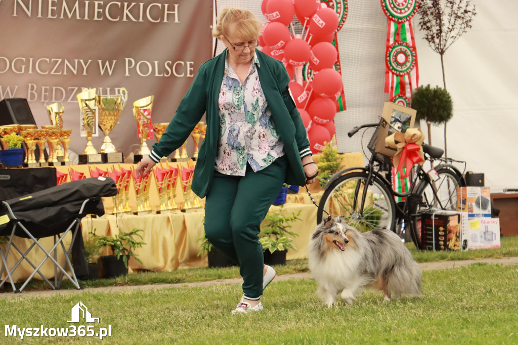 Fotorelacja - Wystawa Psów Rasowych GNIAZDÓW 2024r. NIEDZIELA II
