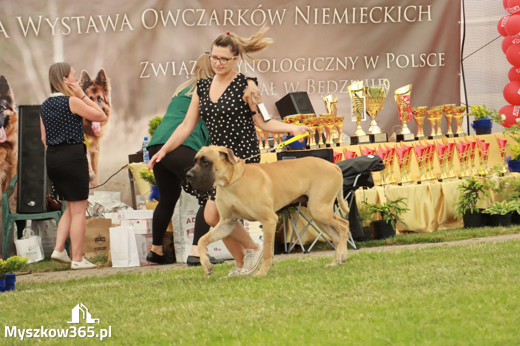 Fotorelacja - Wystawa Psów Rasowych GNIAZDÓW 2024r. NIEDZIELA II
