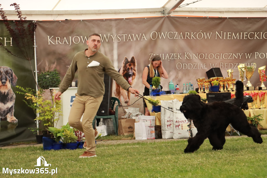 Fotorelacja - Wystawa Psów Rasowych GNIAZDÓW 2024r. NIEDZIELA II