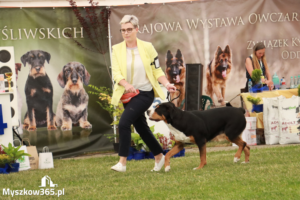 Fotorelacja - Wystawa Psów Rasowych GNIAZDÓW 2024r. NIEDZIELA II
