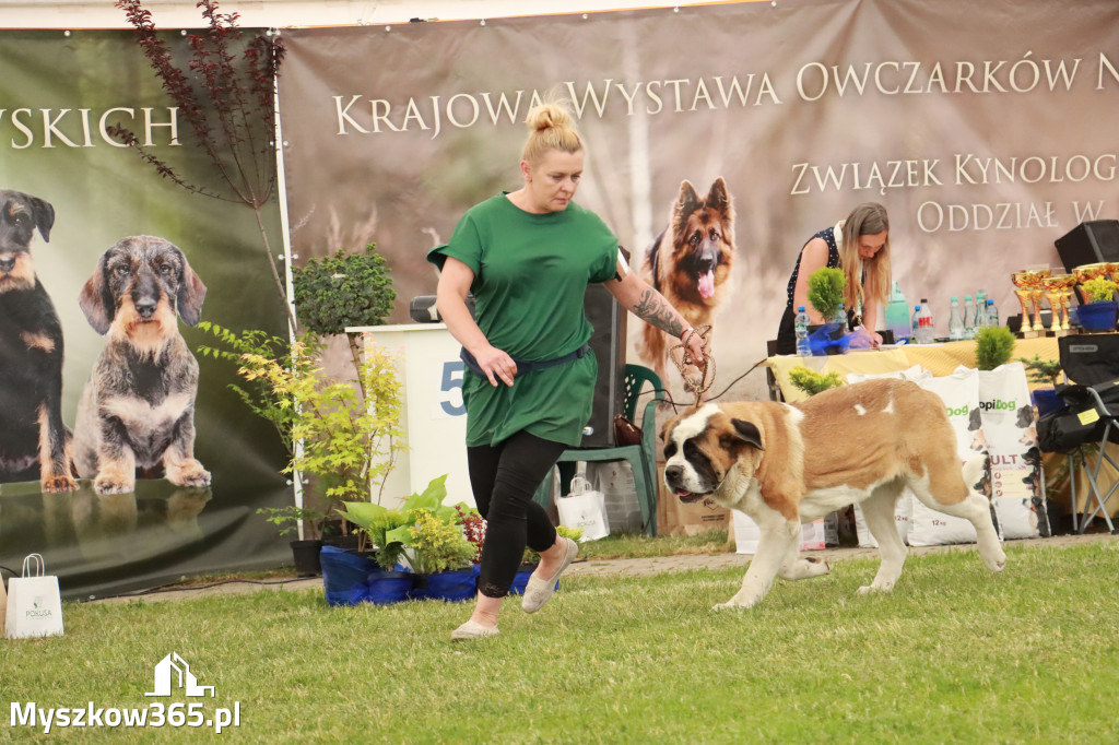 Fotorelacja - Wystawa Psów Rasowych GNIAZDÓW 2024r. NIEDZIELA II