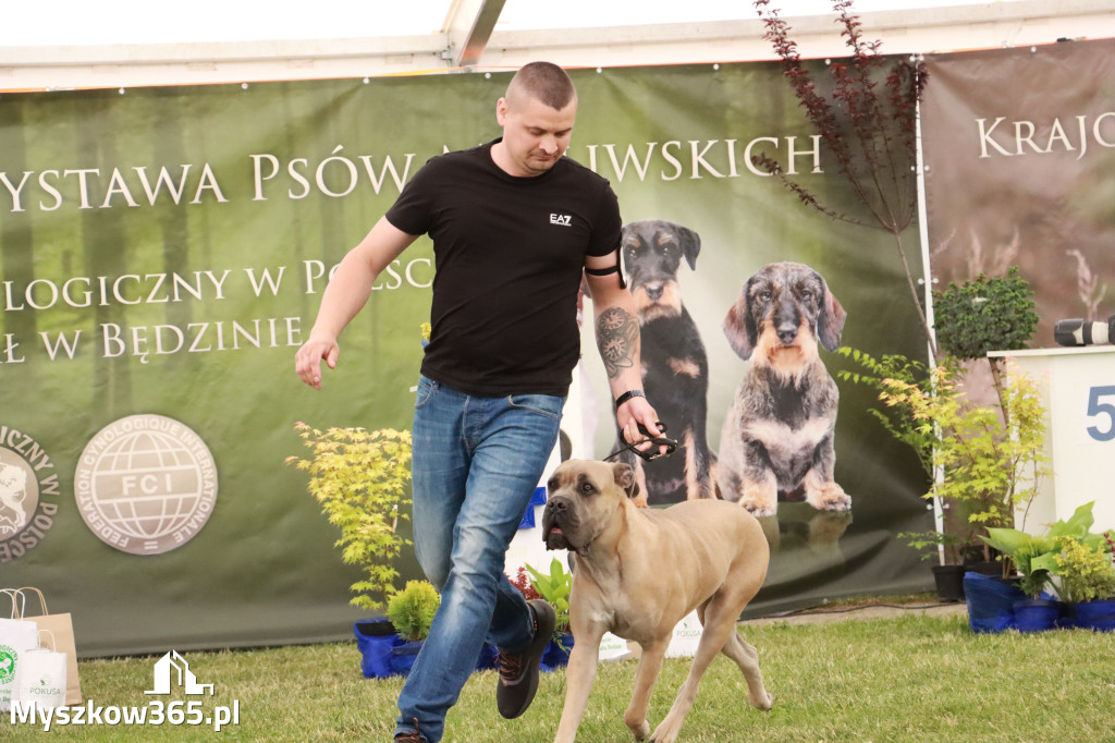 Fotorelacja - Wystawa Psów Rasowych GNIAZDÓW 2024r. NIEDZIELA II