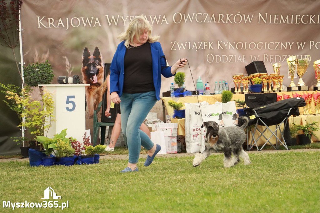 Fotorelacja - Wystawa Psów Rasowych GNIAZDÓW 2024r. NIEDZIELA II