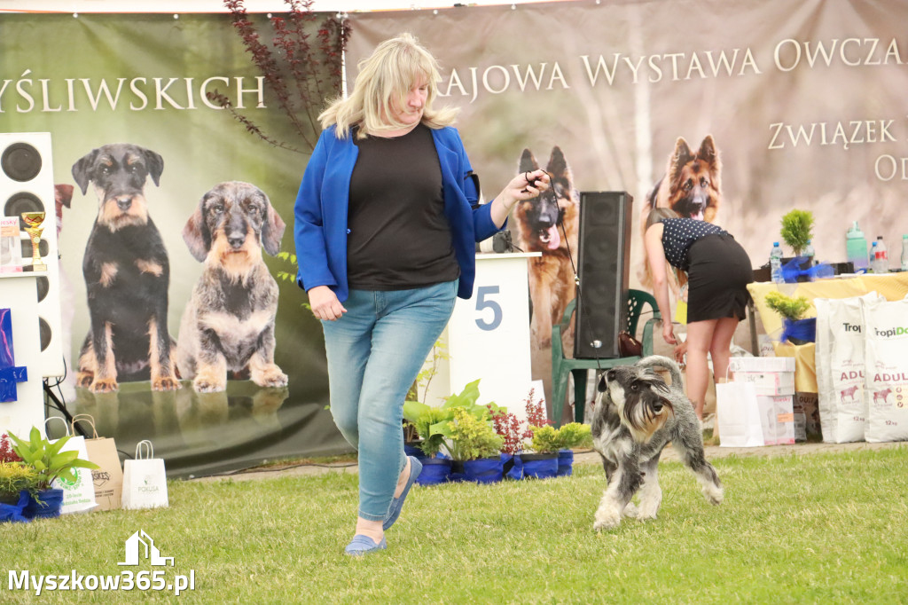 Fotorelacja - Wystawa Psów Rasowych GNIAZDÓW 2024r. NIEDZIELA II