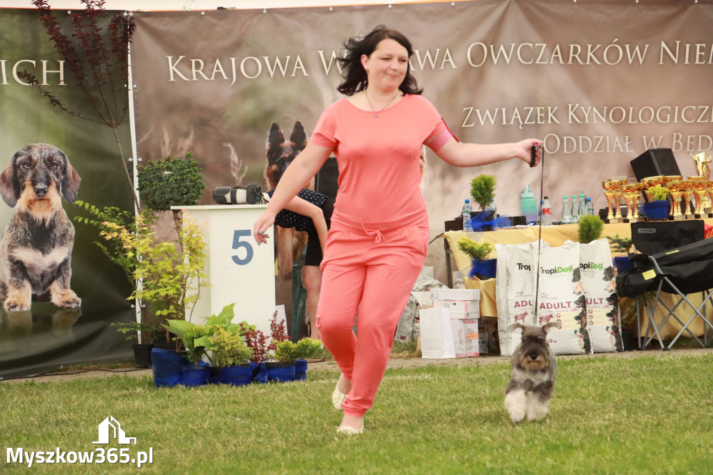 Fotorelacja - Wystawa Psów Rasowych GNIAZDÓW 2024r. NIEDZIELA II