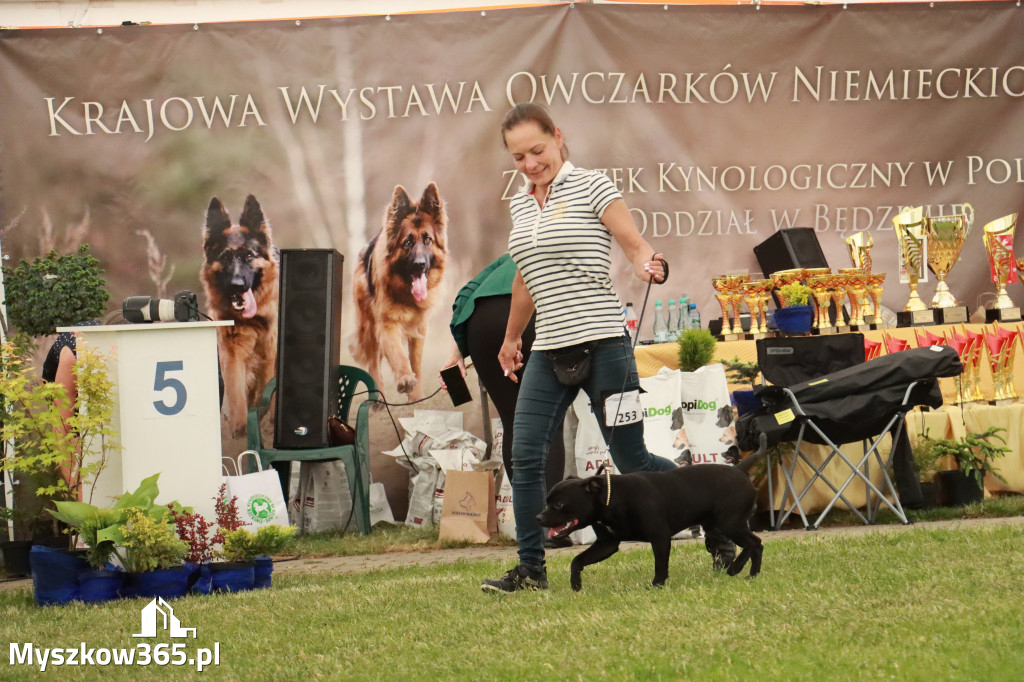 Fotorelacja - Wystawa Psów Rasowych GNIAZDÓW 2024r. NIEDZIELA II