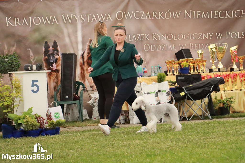 Fotorelacja - Wystawa Psów Rasowych GNIAZDÓW 2024r. NIEDZIELA II