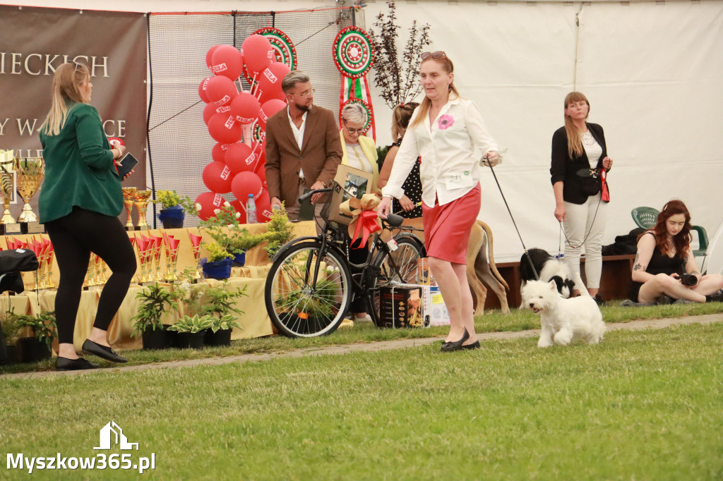 Fotorelacja - Wystawa Psów Rasowych GNIAZDÓW 2024r. NIEDZIELA II