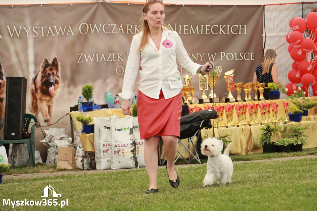 Fotorelacja - Wystawa Psów Rasowych GNIAZDÓW 2024r. NIEDZIELA II