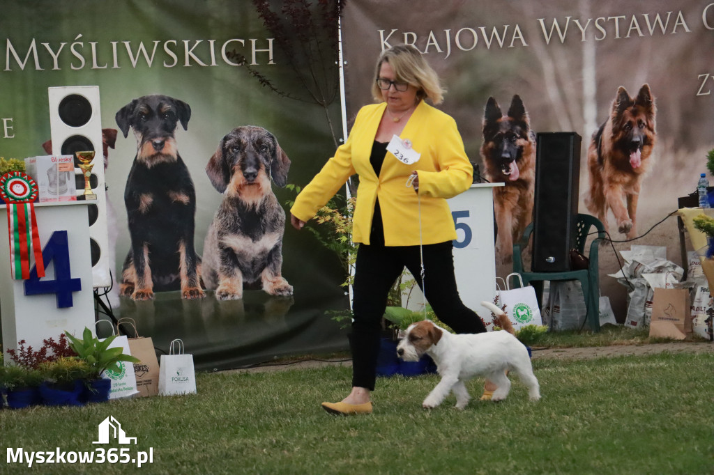Fotorelacja - Wystawa Psów Rasowych GNIAZDÓW 2024r. NIEDZIELA II
