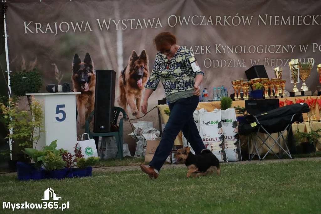Fotorelacja - Wystawa Psów Rasowych GNIAZDÓW 2024r. NIEDZIELA II