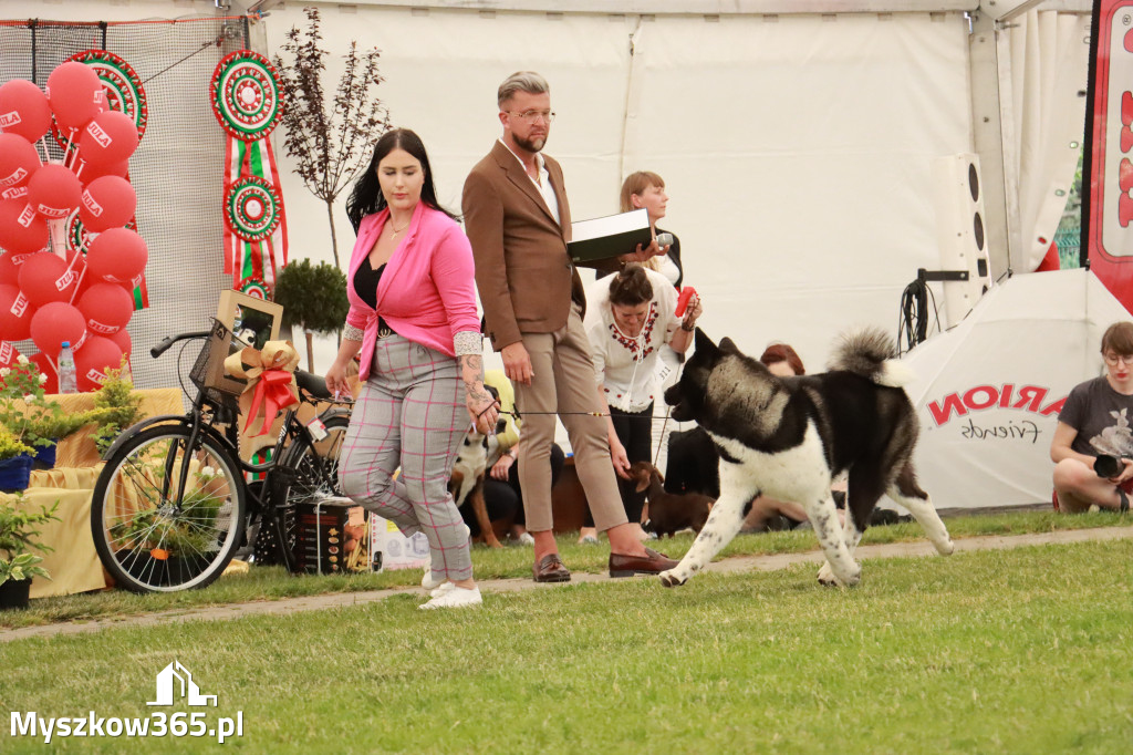 Fotorelacja - Wystawa Psów Rasowych GNIAZDÓW 2024r. NIEDZIELA II